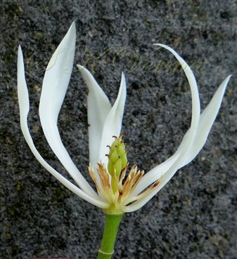 Flower with 6 tepals removed